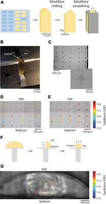 Quantitative evaluation of embedding resins for volume electron microscopy